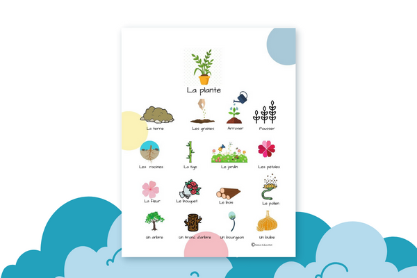 Imagier – La plante